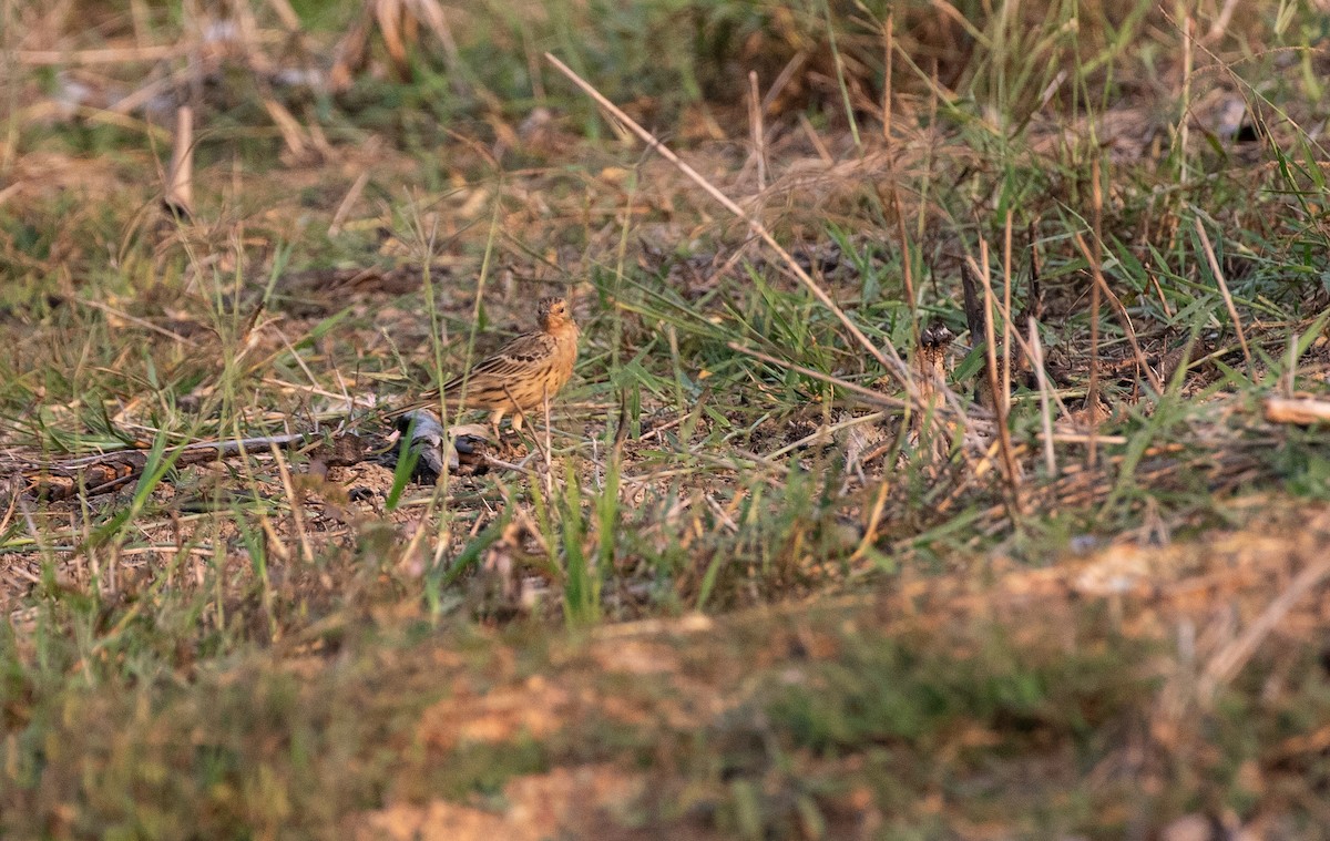 Red-throated Pipit - Daniel Gornall