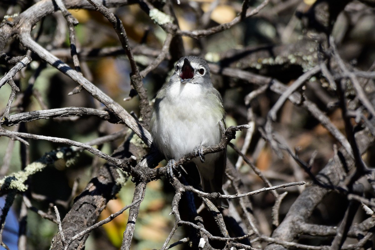 Plumbeous Vireo - ML618973631