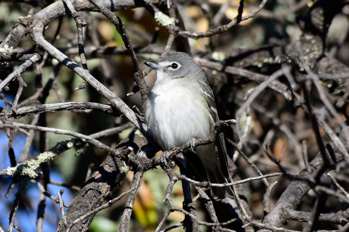 Plumbeous Vireo - ML618973633