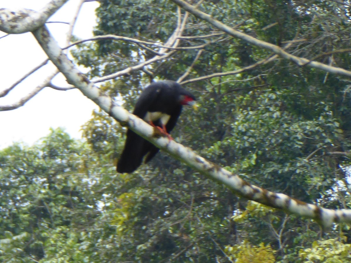 Red-throated Caracara - ML618973636