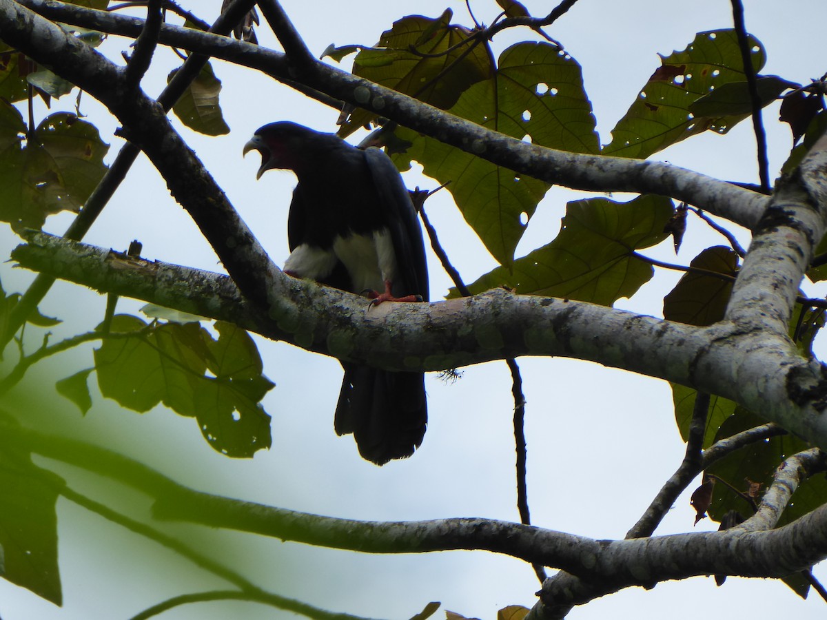 Red-throated Caracara - ML618973642