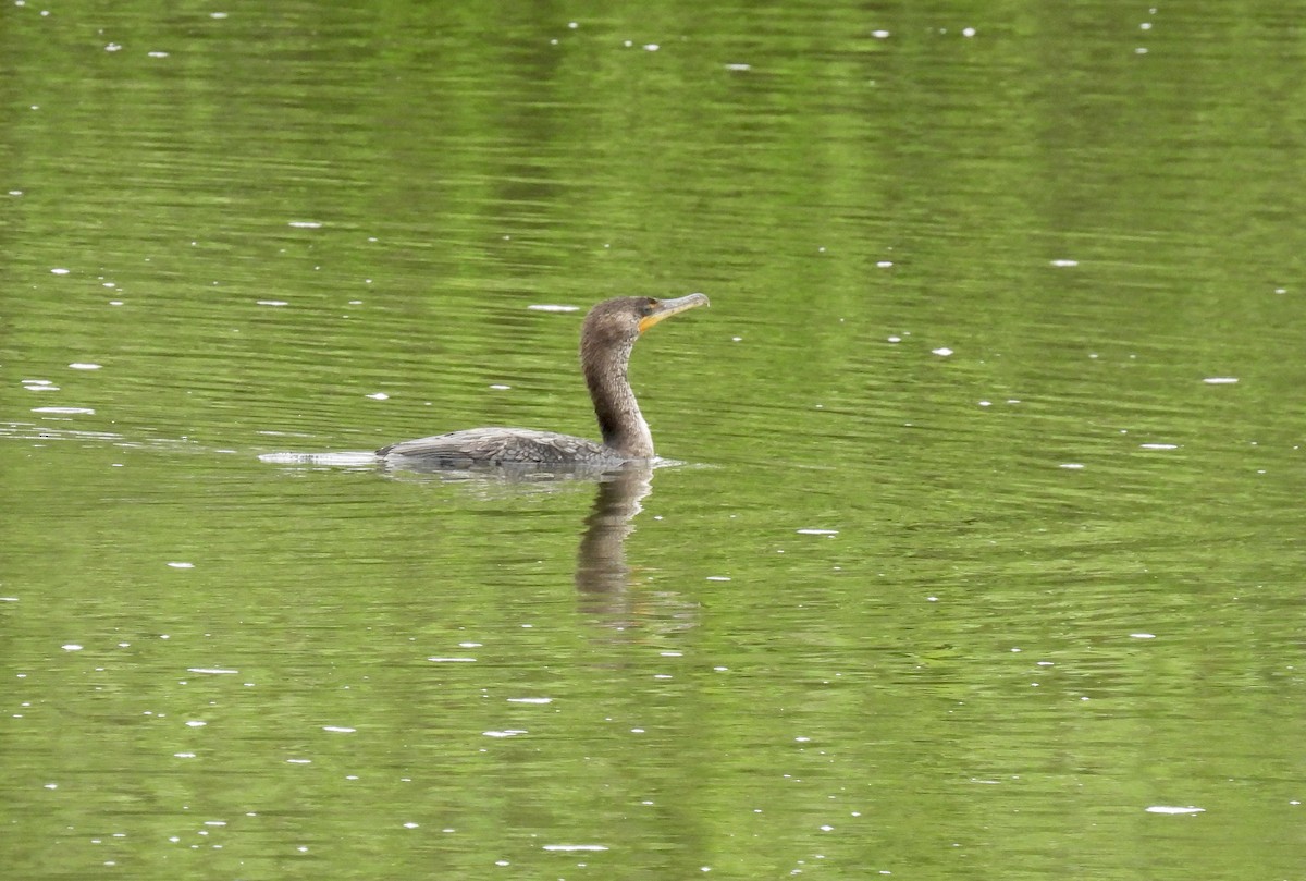 Double-crested Cormorant - Barb Stone