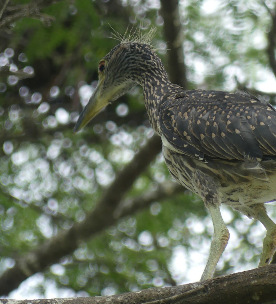 Black-crowned Night Heron - Lisa Brunetti