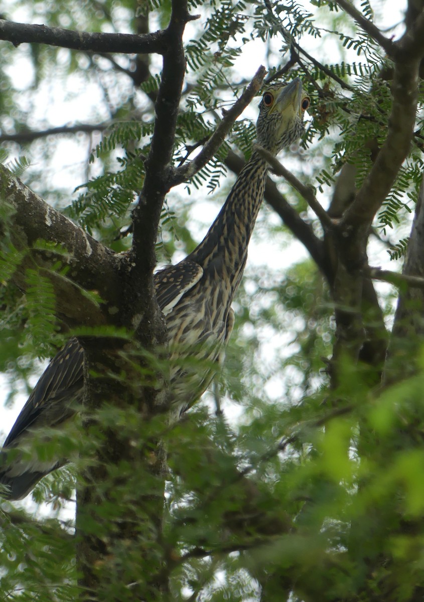 Black-crowned Night Heron - Lisa Brunetti