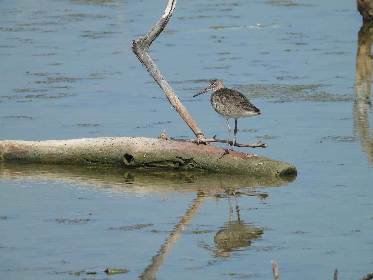 Willet - ML618973709