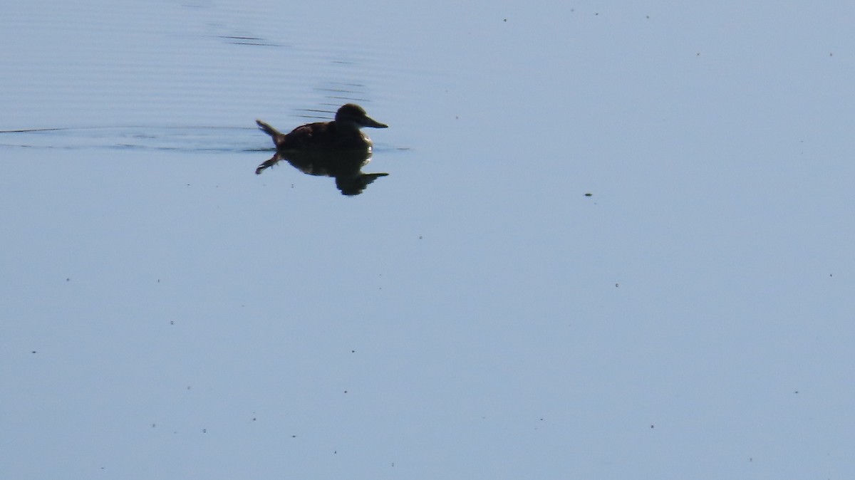 Ruddy Duck - Anne (Webster) Leight