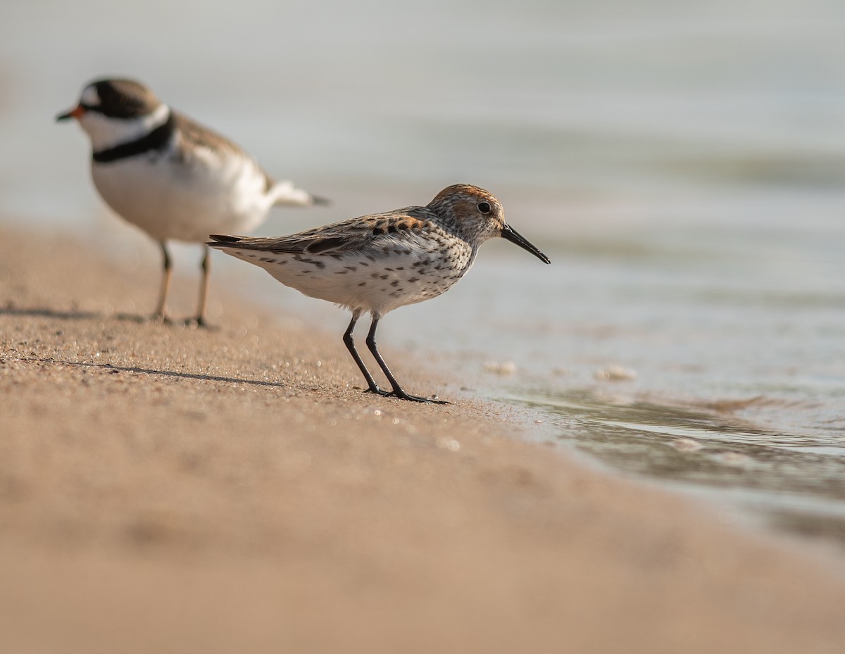 Western Sandpiper - Ethan Cleveland