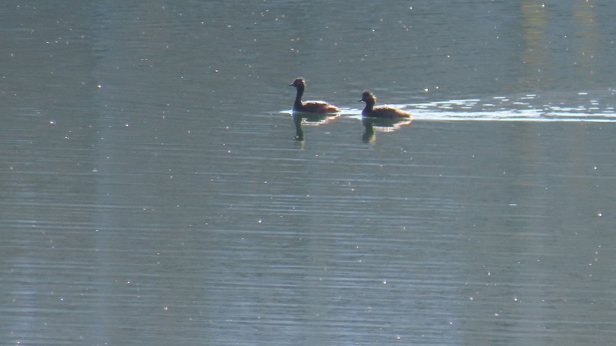 Eared Grebe - ML618973725