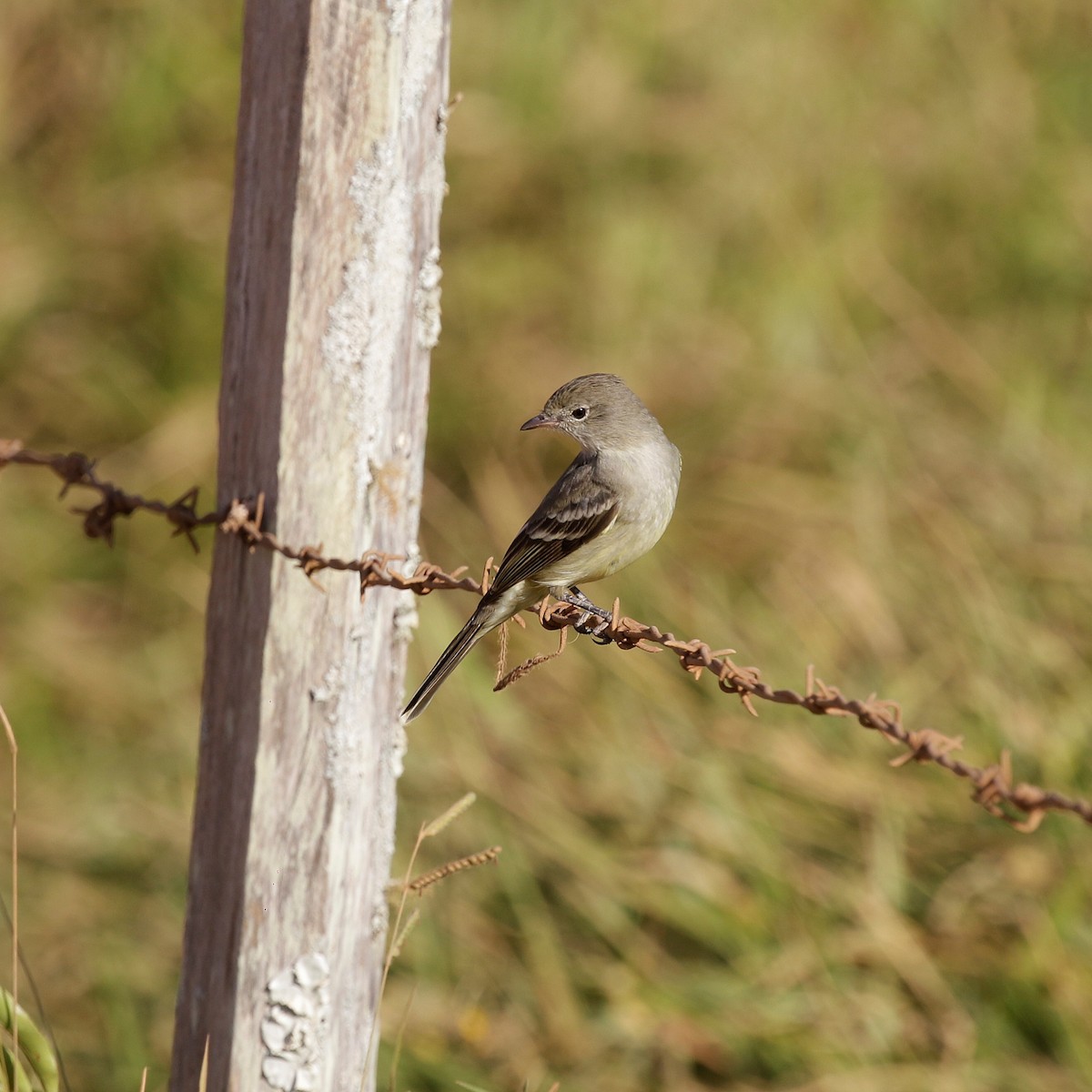 Yellow-bellied Elaenia - ML618973734