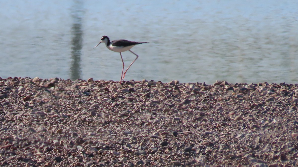 Black-necked Stilt - ML618973739