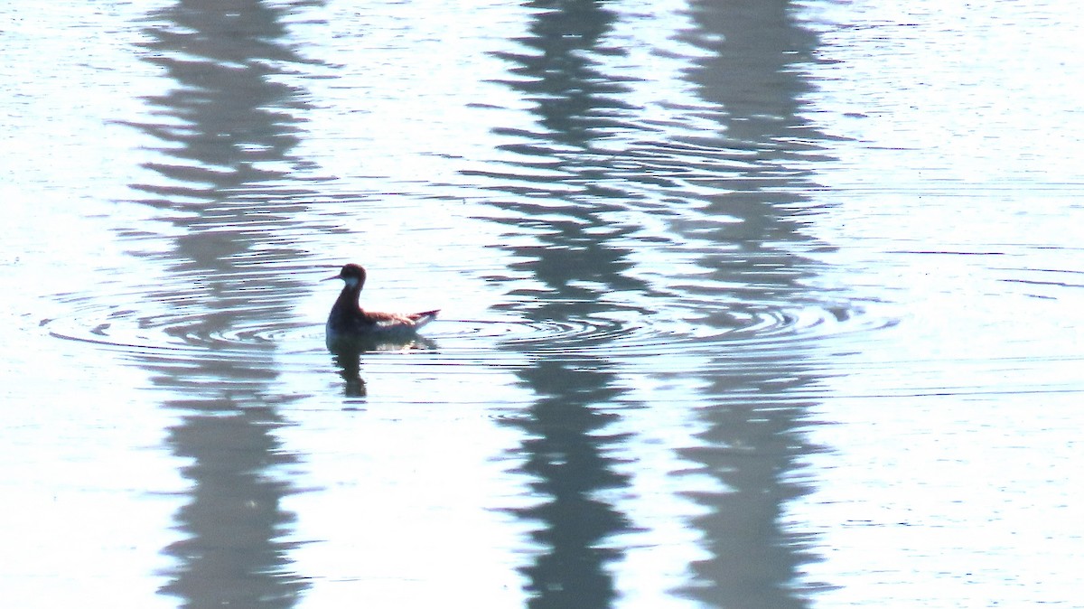 Red-necked Phalarope - ML618973765