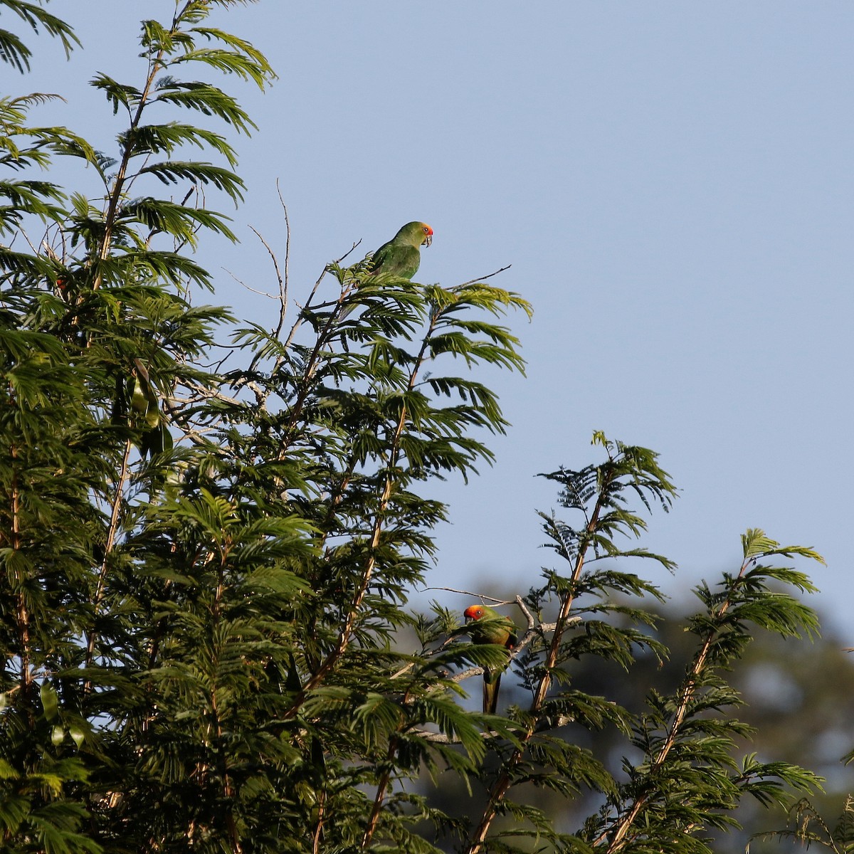 Golden-capped Parakeet - ML618973770