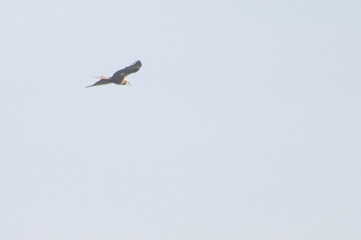 Western Marsh Harrier - ML618973774