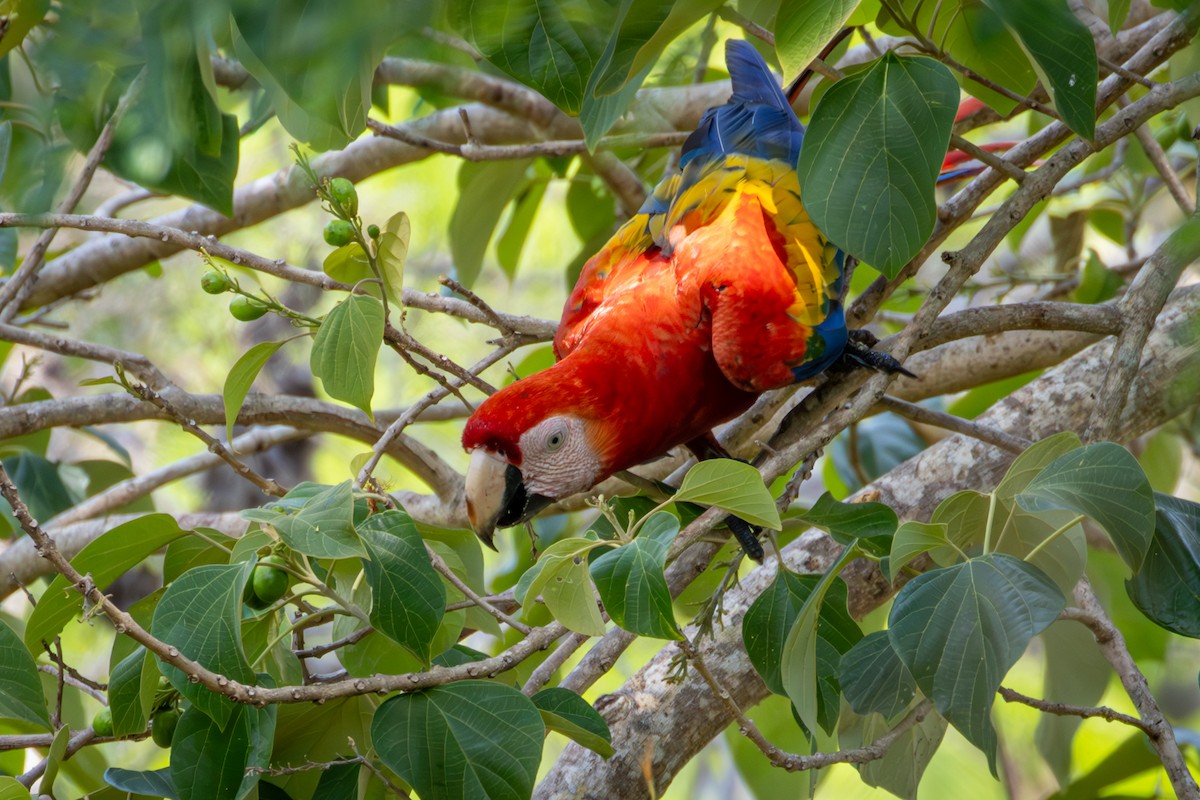 Scarlet Macaw - Michael Warner