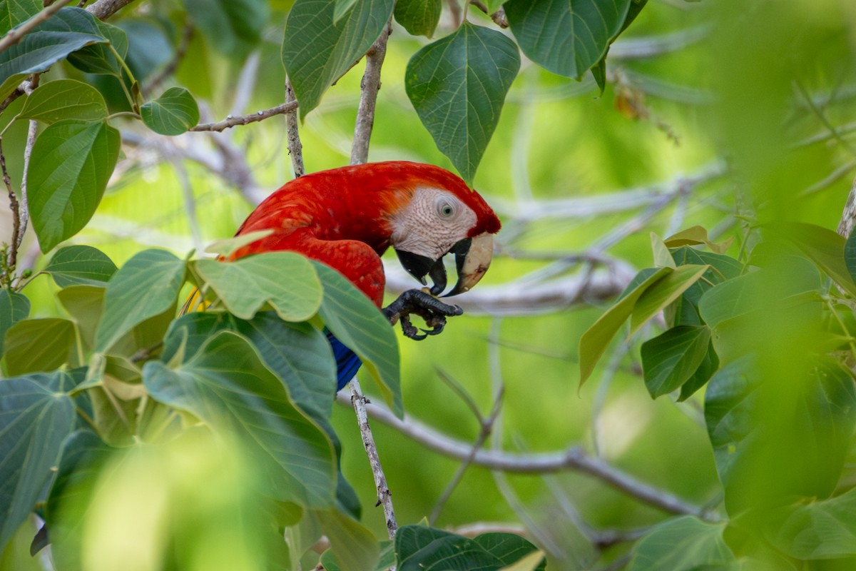 Guacamayo Macao - ML618973786