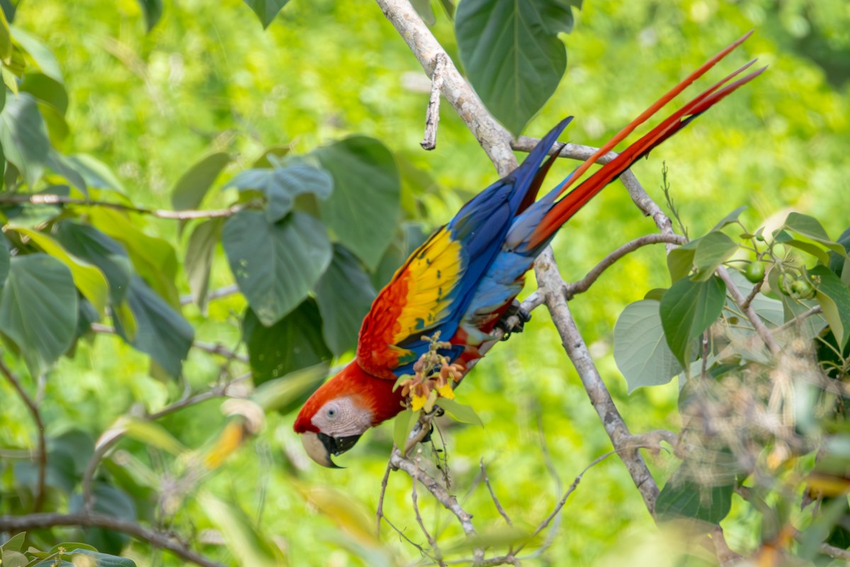 Scarlet Macaw - Michael Warner