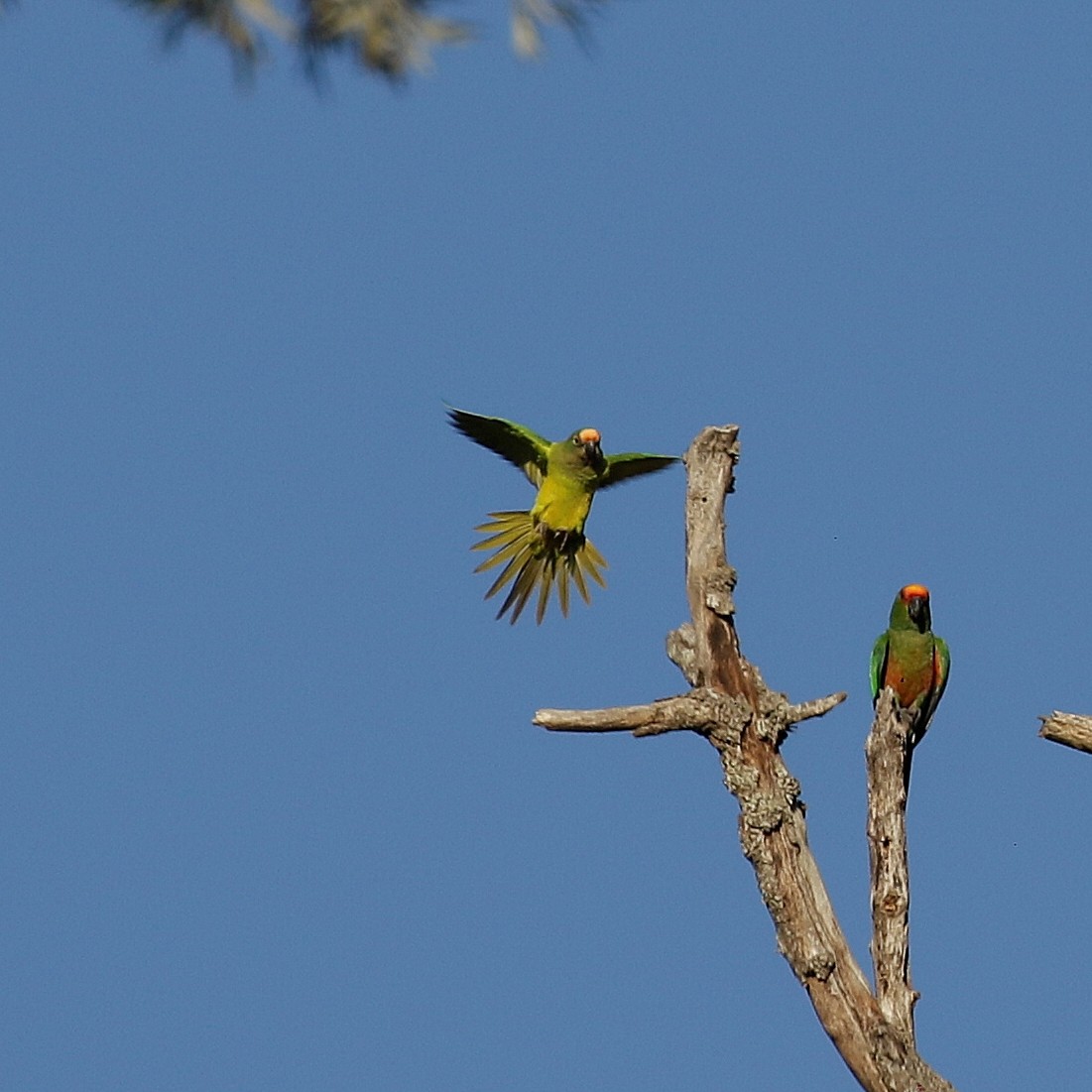 Aratinga Frentidorada - ML618973791