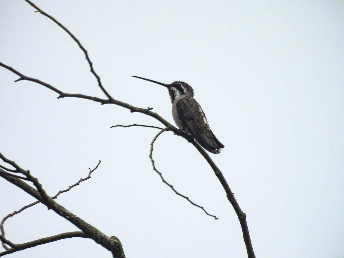 Plain-capped Starthroat - Bryan Montoya L