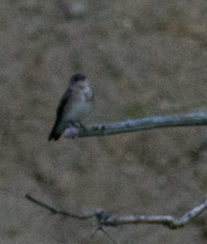 Northern Rough-winged Swallow - ML618973809