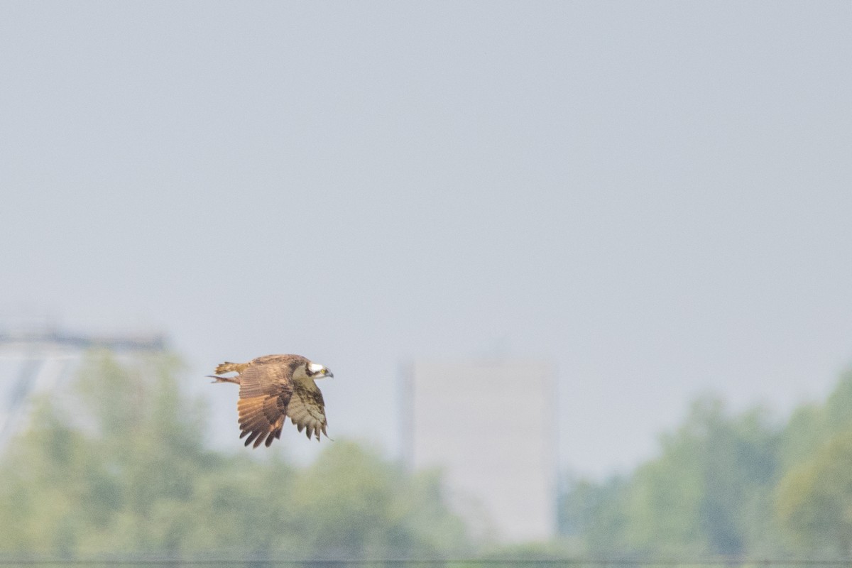 Águila Pescadora - ML618973818