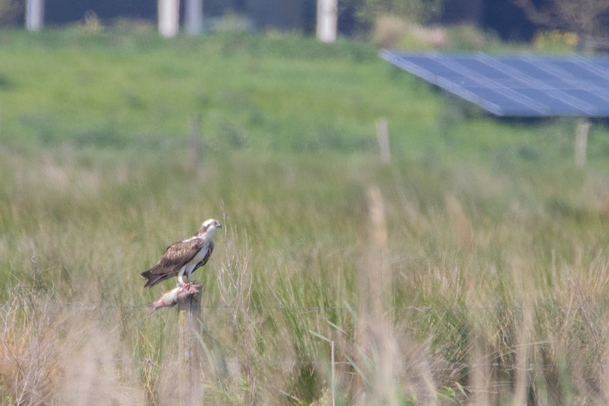 Osprey - Jeff Hullstrung