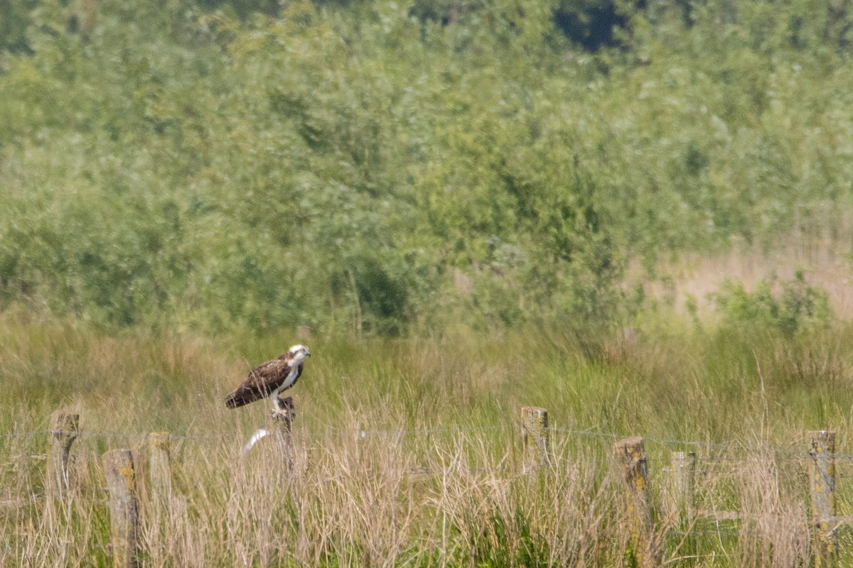 Osprey - Jeff Hullstrung