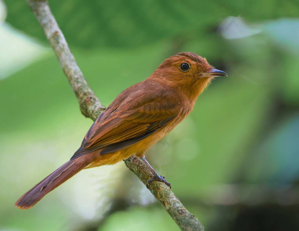 Rufous Mourner - ML618973831