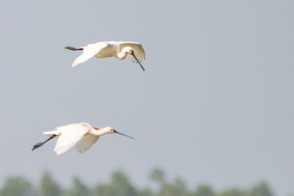 Eurasian Spoonbill - Jeff Hullstrung