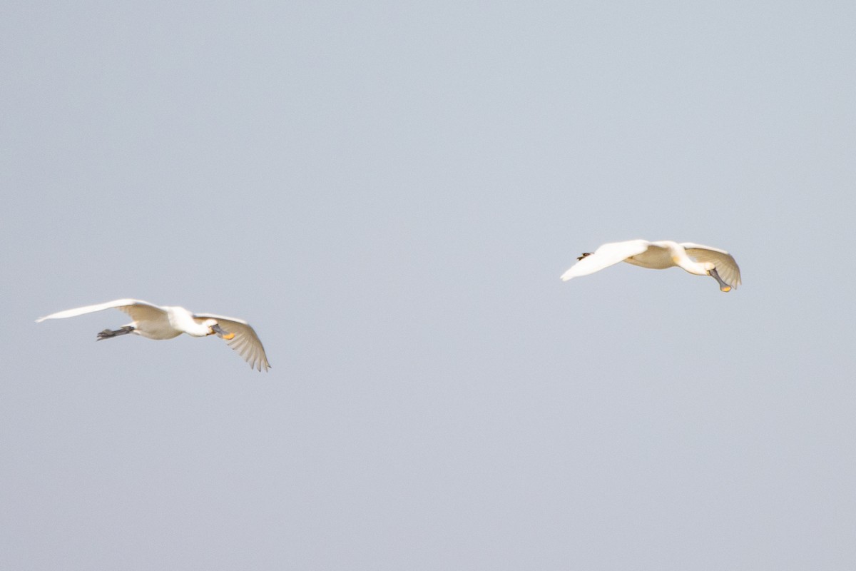 Eurasian Spoonbill - Jeff Hullstrung