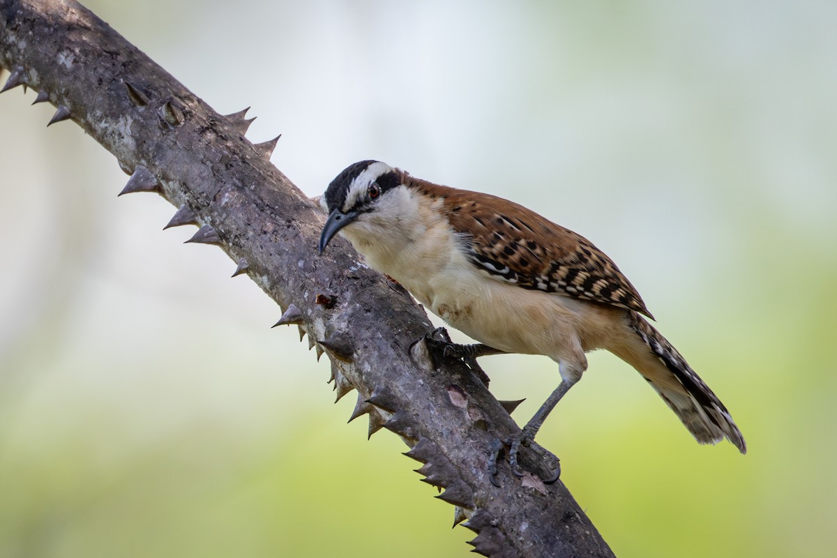 Rufous-naped Wren - Michael Warner