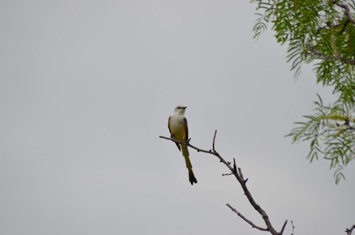 Scissor-tailed Flycatcher - Roel Guerra