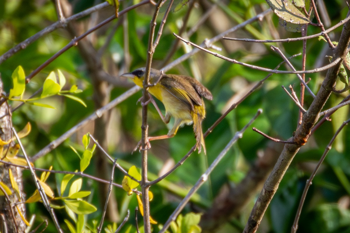 Gray-crowned Yellowthroat - Michael Warner