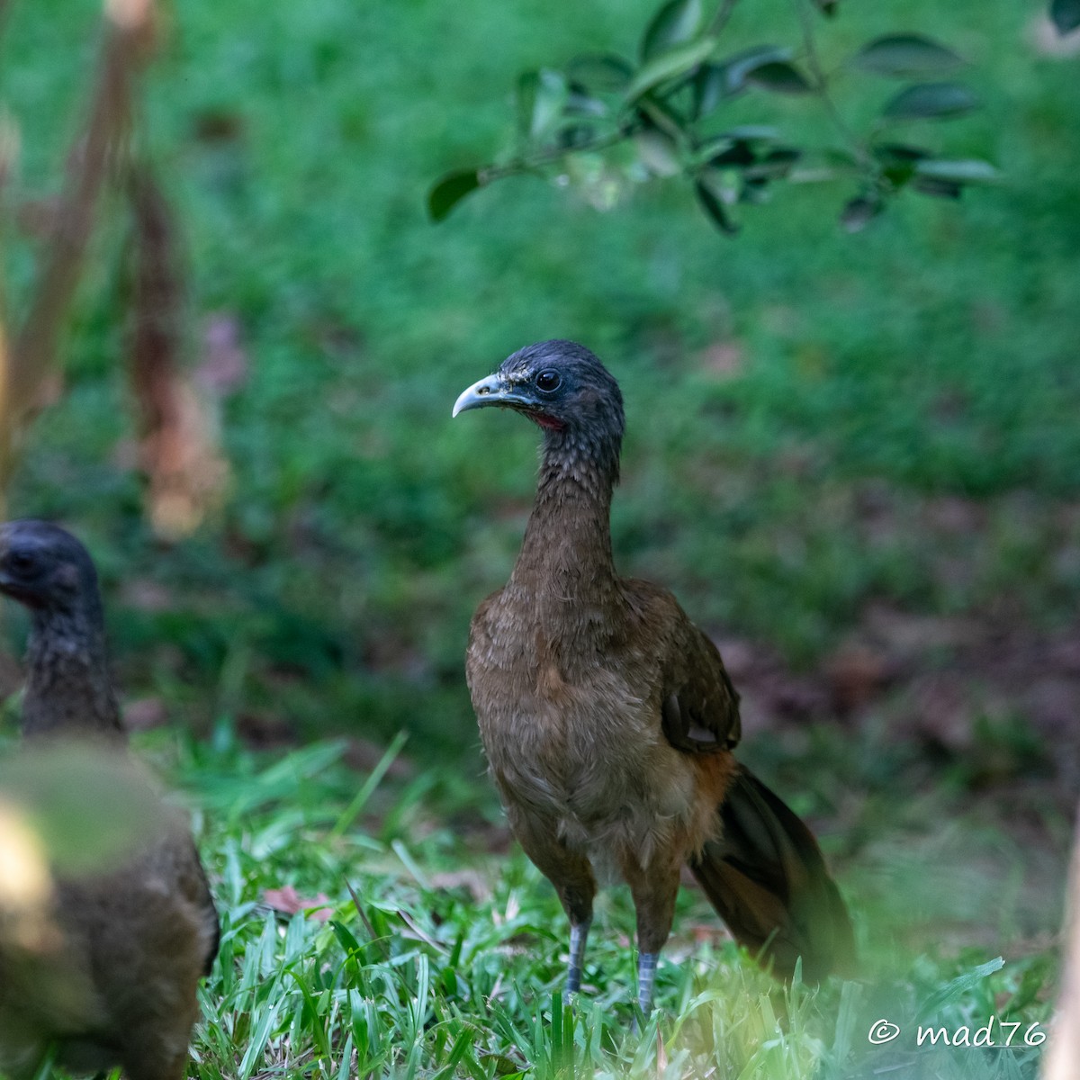 Rufous-vented Chachalaca - MARIO DELGADO