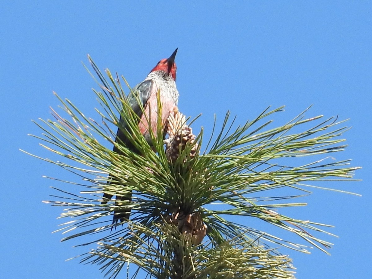 Lewis's Woodpecker - ML618973918