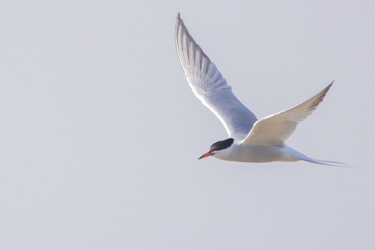 Common Tern - Jeff Hullstrung