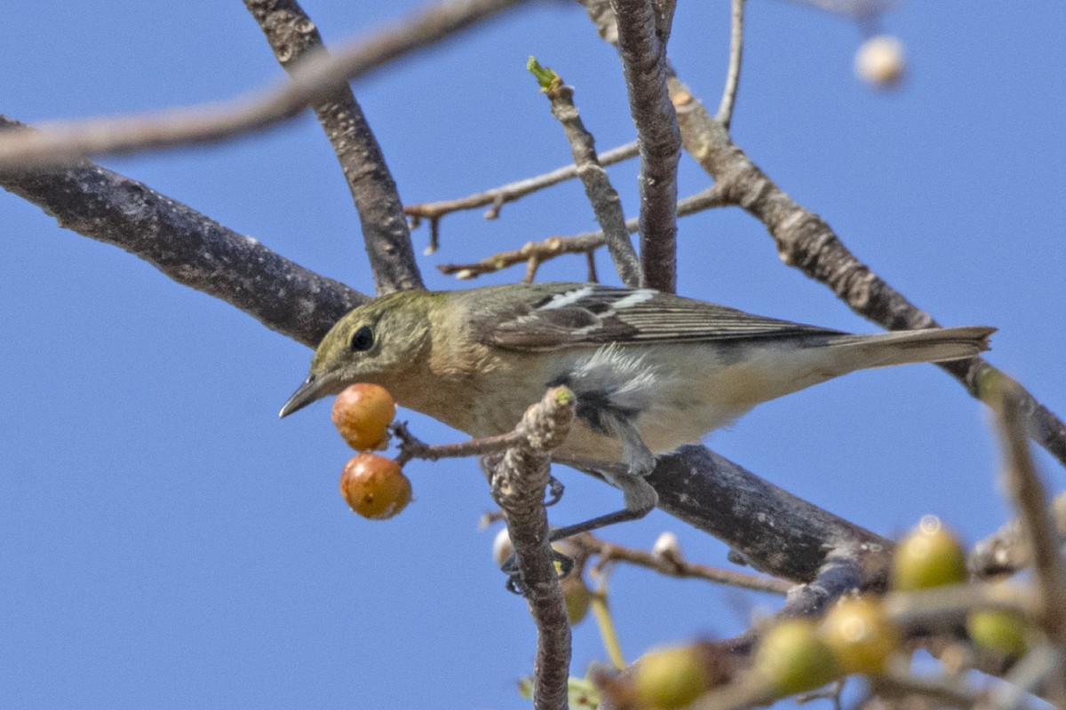 Bay-breasted Warbler - Denny Swaby