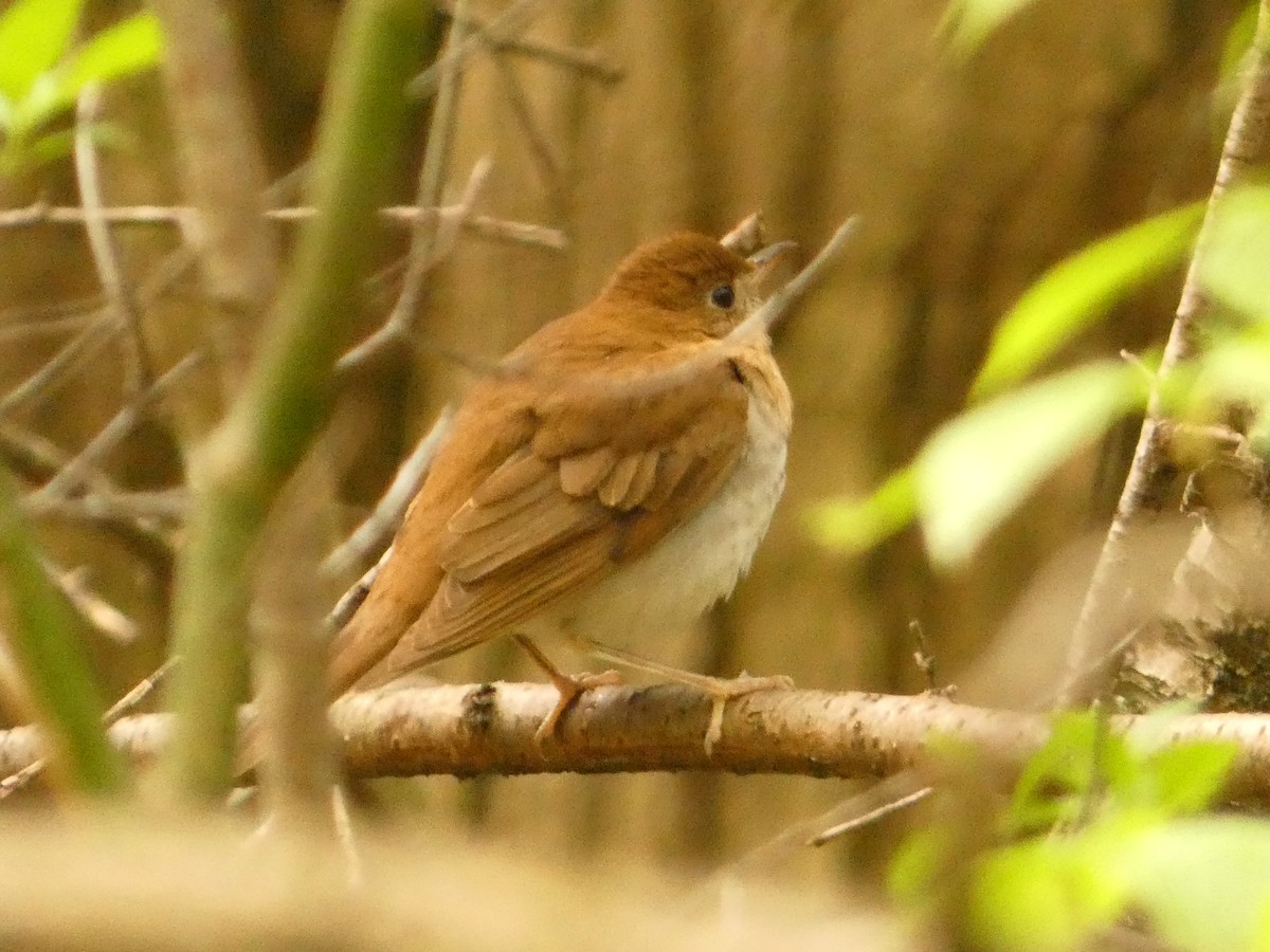 Veery - Jeff DeRuyter