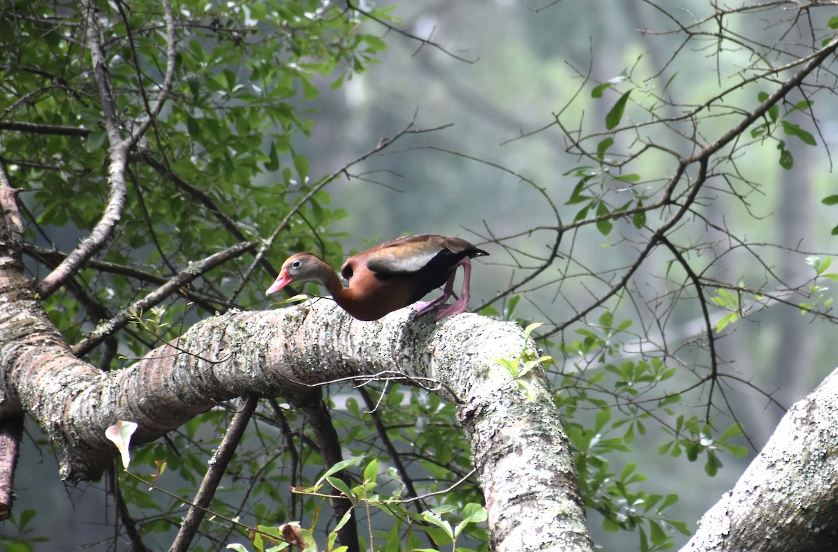 Black-bellied Whistling-Duck - Fred  Lyons