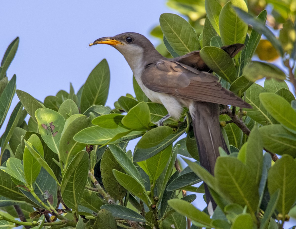 Yellow-billed Cuckoo - ML618973964