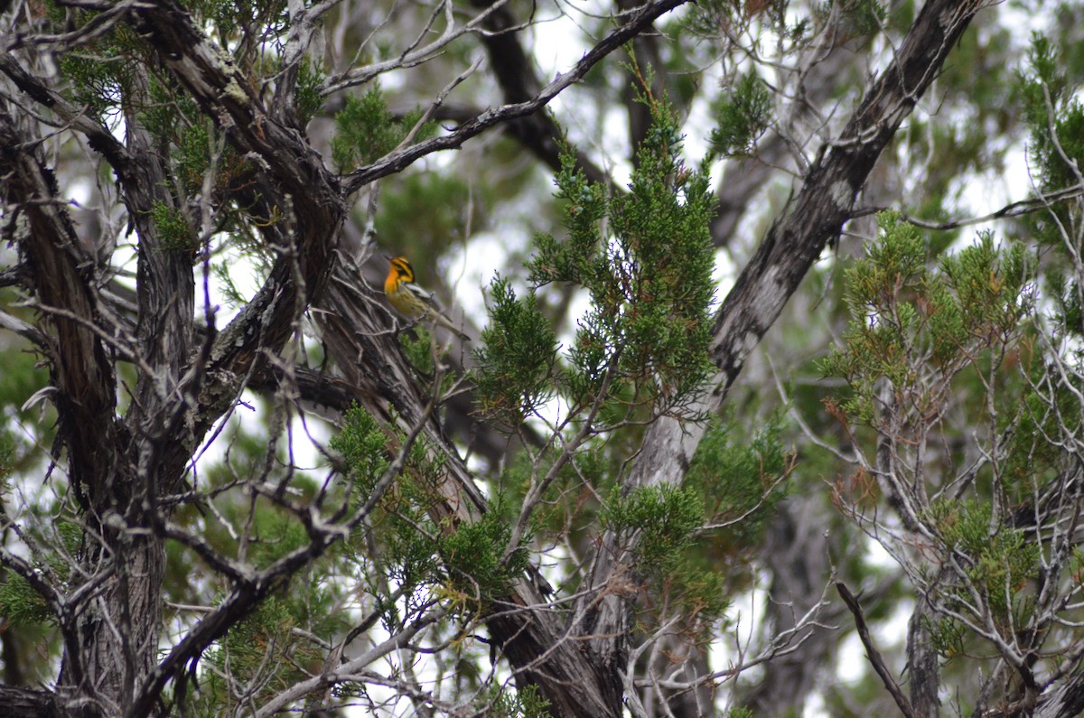 Blackburnian Warbler - ML618973965