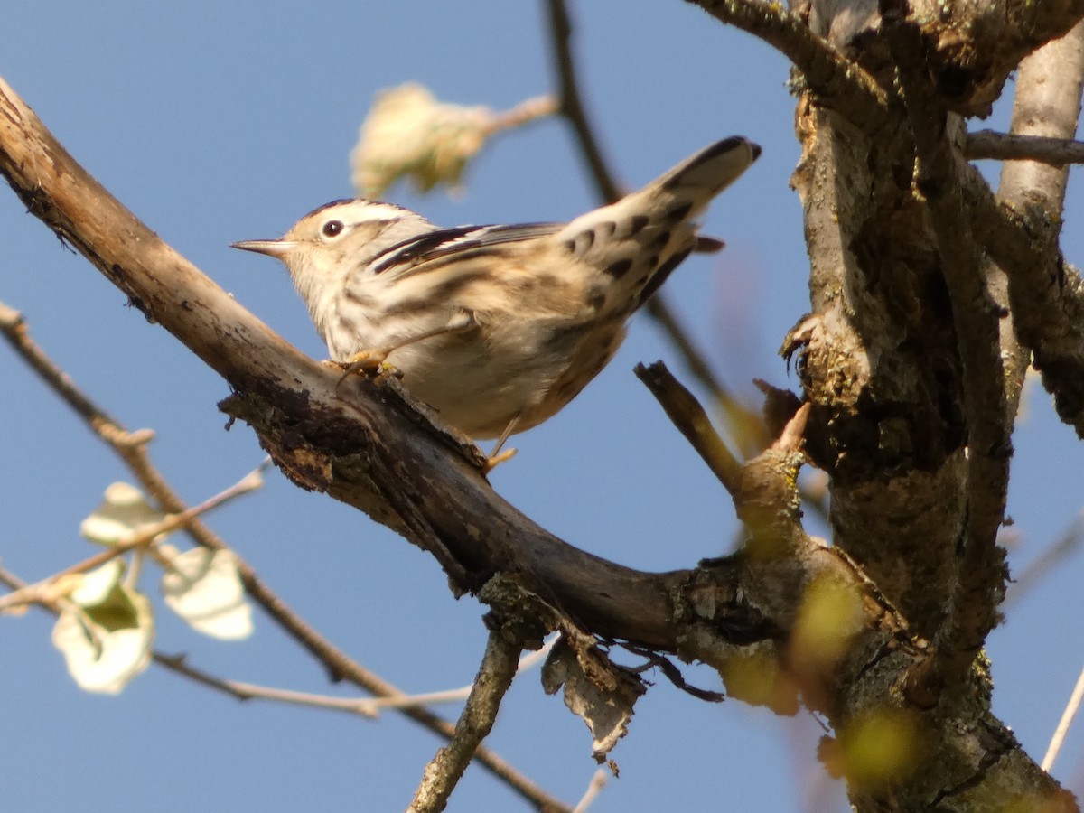 Black-and-white Warbler - Jeff DeRuyter