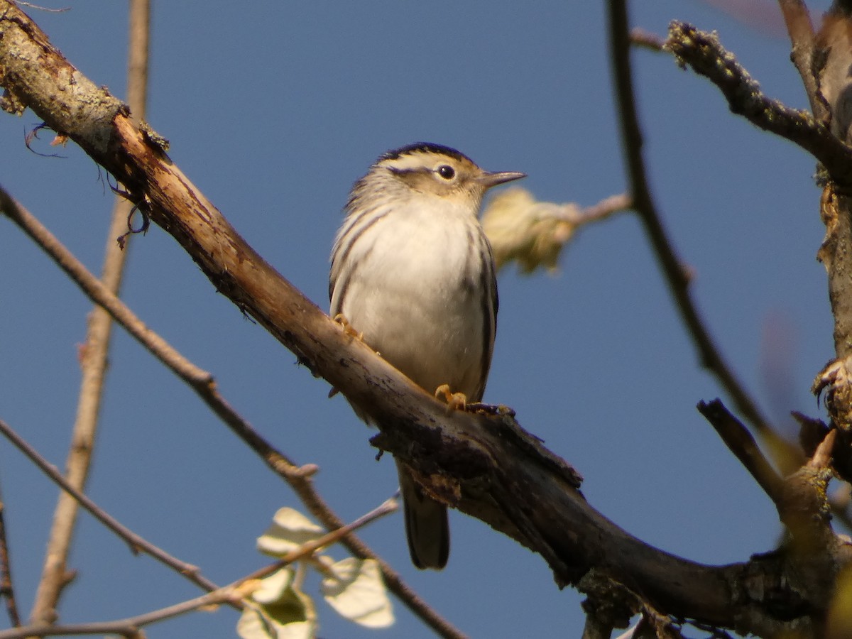 Black-and-white Warbler - Jeff DeRuyter