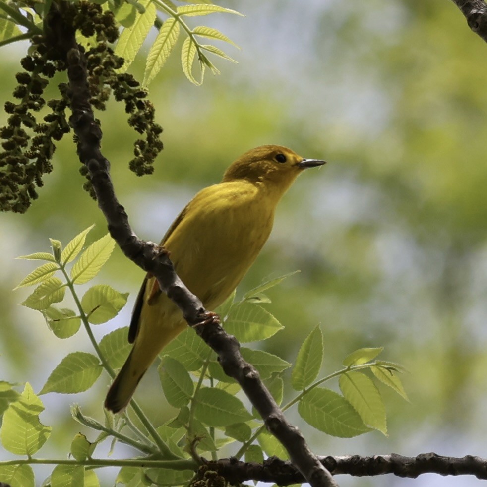 Yellow Warbler - Michael Burkhart