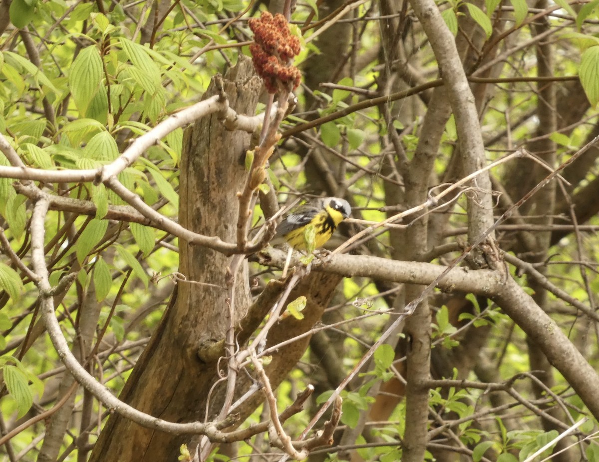 Magnolia Warbler - Jeff DeRuyter