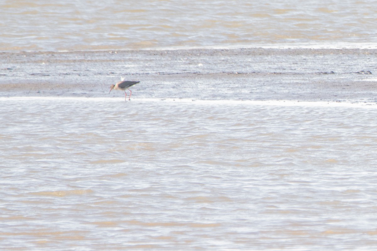 Common Redshank - Jeff Hullstrung