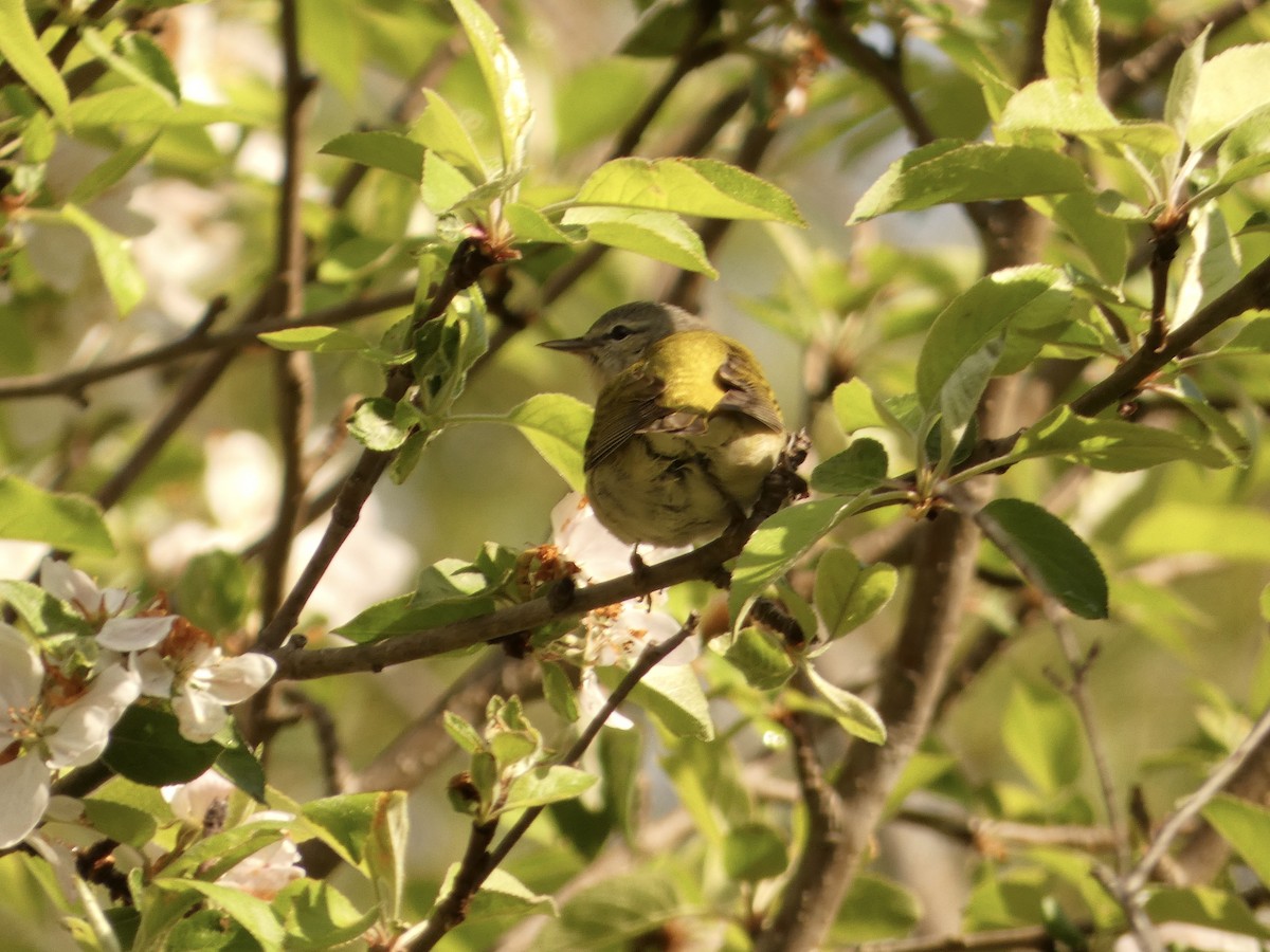 Tennessee Warbler - Jeff DeRuyter