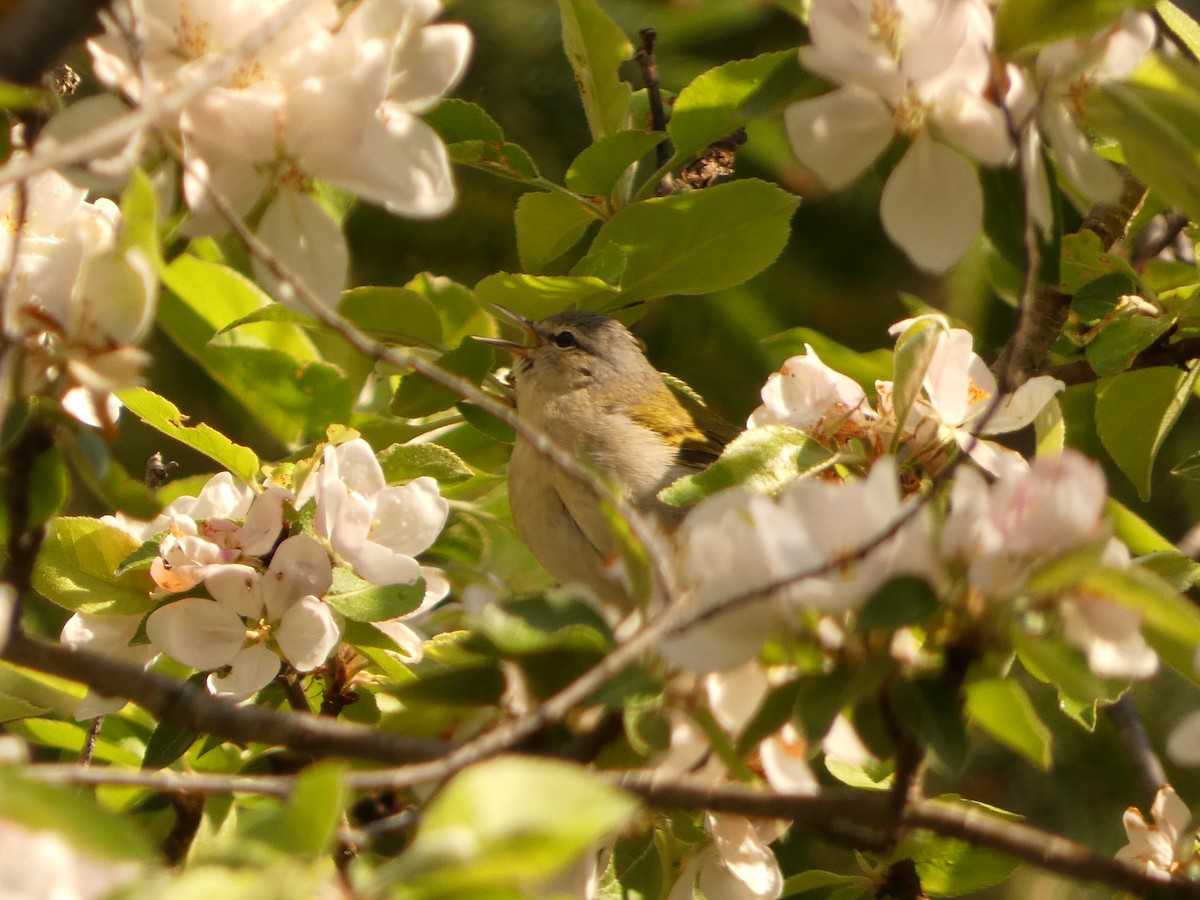 Tennessee Warbler - Jeff DeRuyter