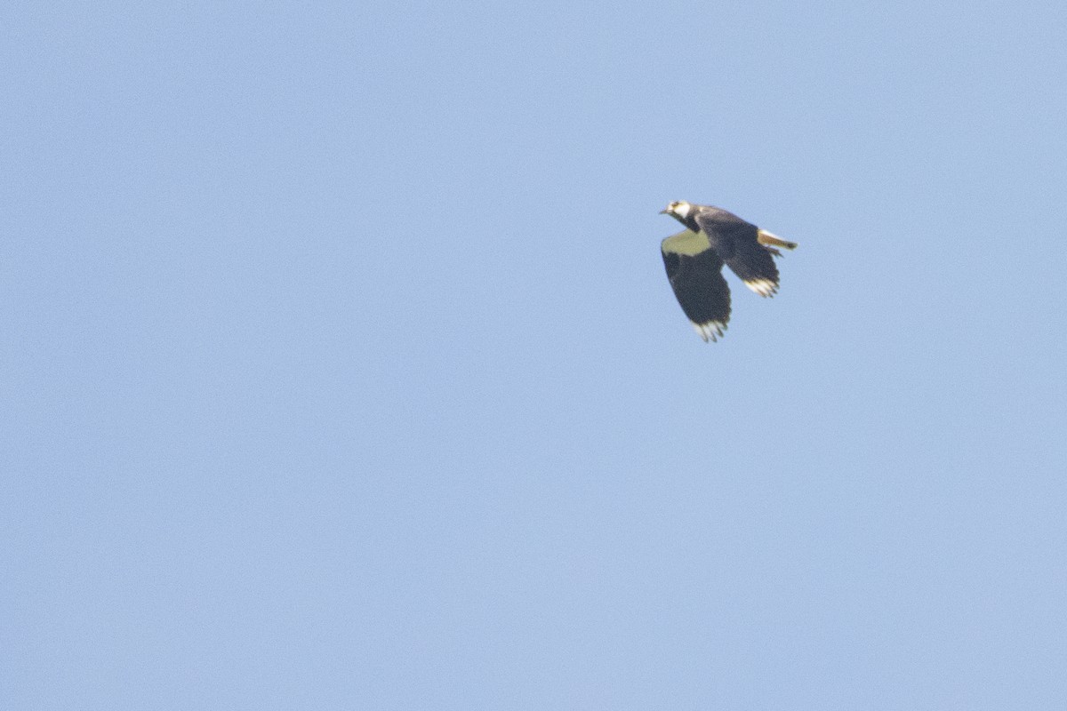 Northern Lapwing - Jeff Hullstrung