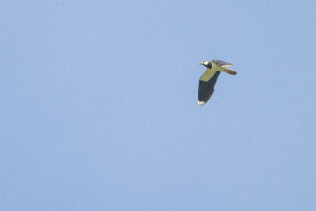 Northern Lapwing - Jeff Hullstrung