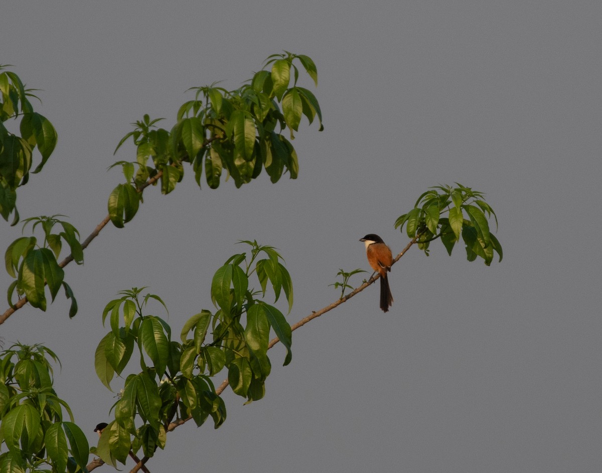 Long-tailed Shrike (tricolor/longicaudatus) - ML618974044